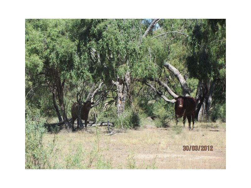 * Pendiana, Coolabah NSW 2831