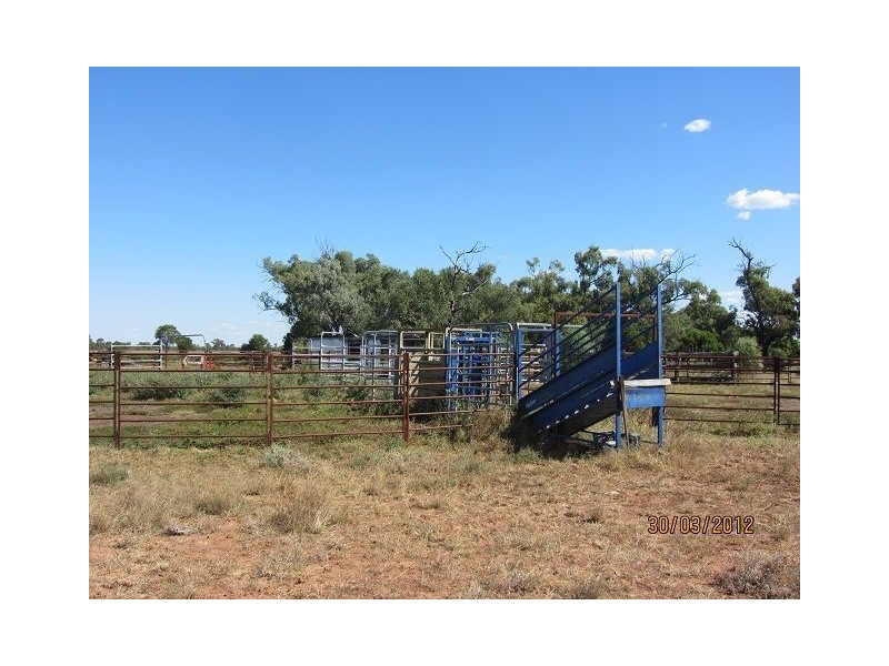 * Pendiana, Coolabah NSW 2831