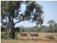 * Pendiana, Coolabah NSW 2831