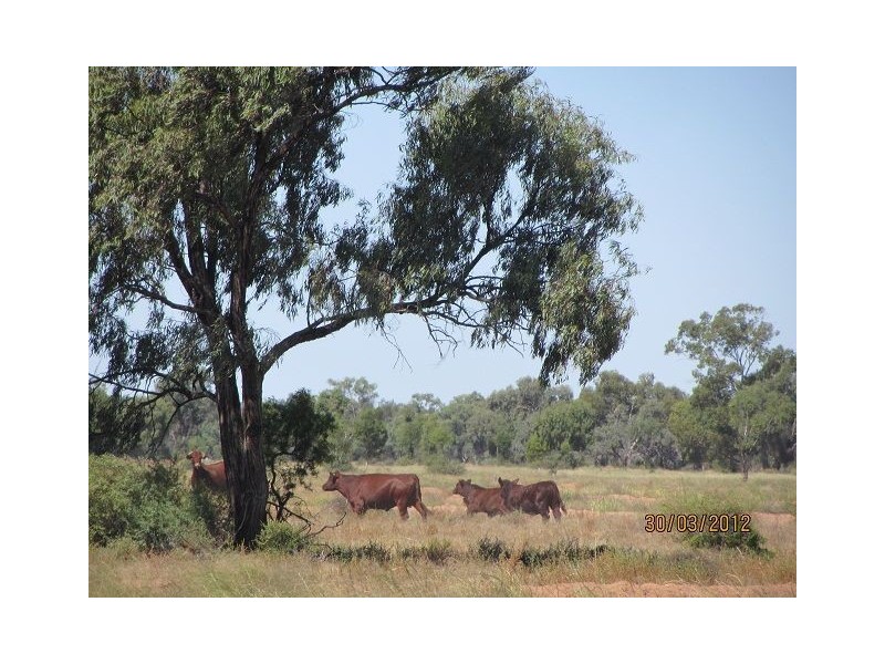 * Pendiana, Coolabah NSW 2831