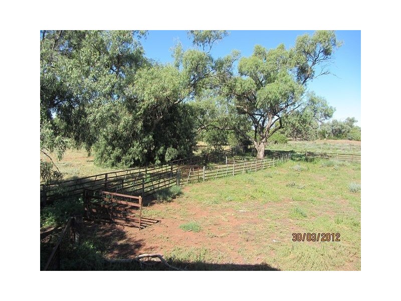 * Pendiana, Coolabah NSW 2831