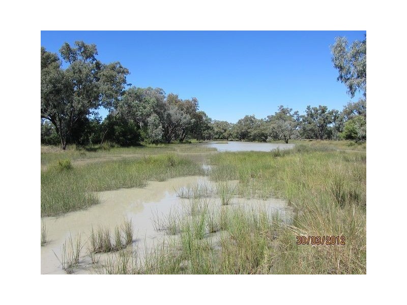 * Pendiana, Coolabah NSW 2831