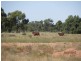 * Pendiana, Coolabah NSW 2831