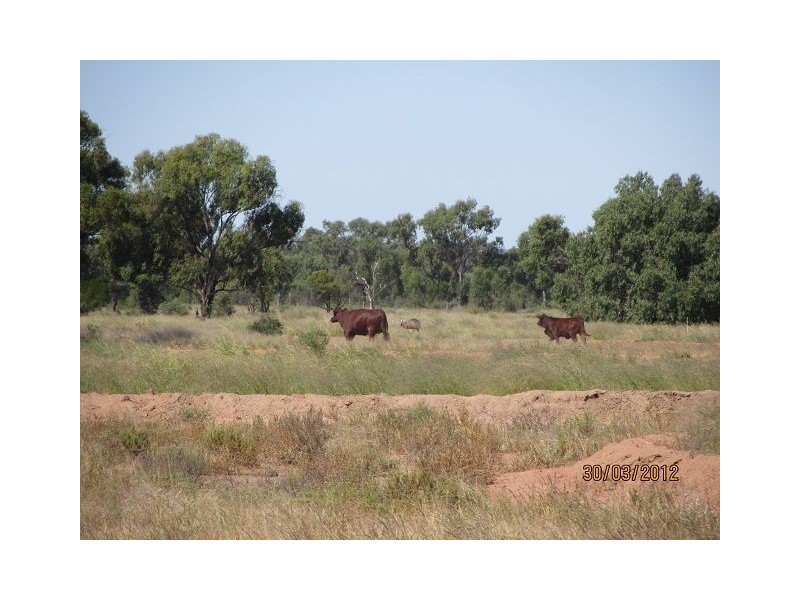* Pendiana, Coolabah NSW 2831