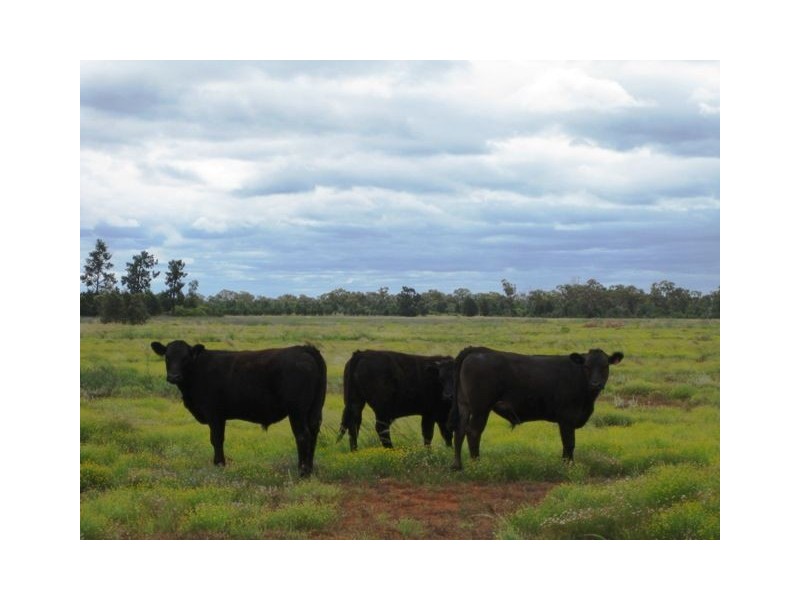 * Runnymede, Coolabah NSW 2831
