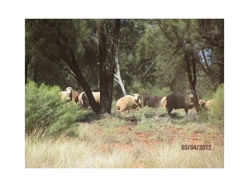 * BULLA PARK, Cobar NSW 2835