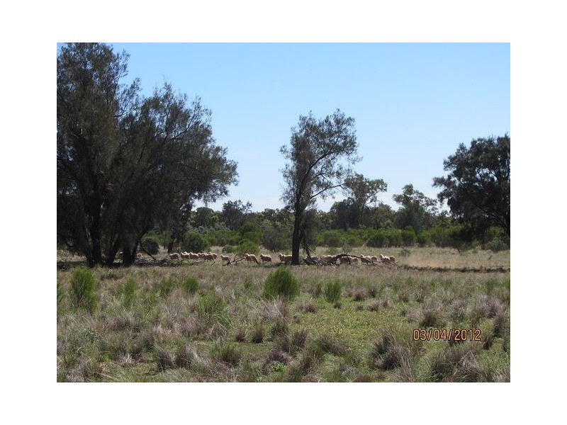* BULLA PARK, Cobar NSW 2835