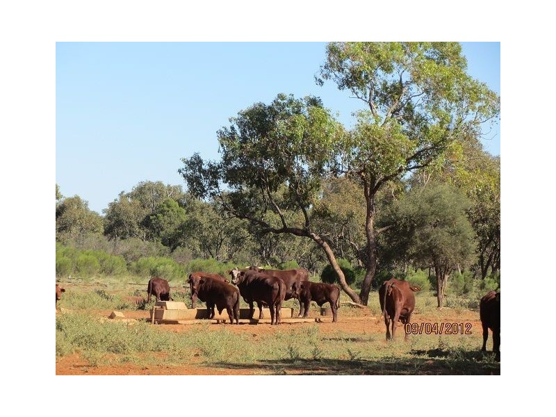 * BULLA PARK, Cobar NSW 2835