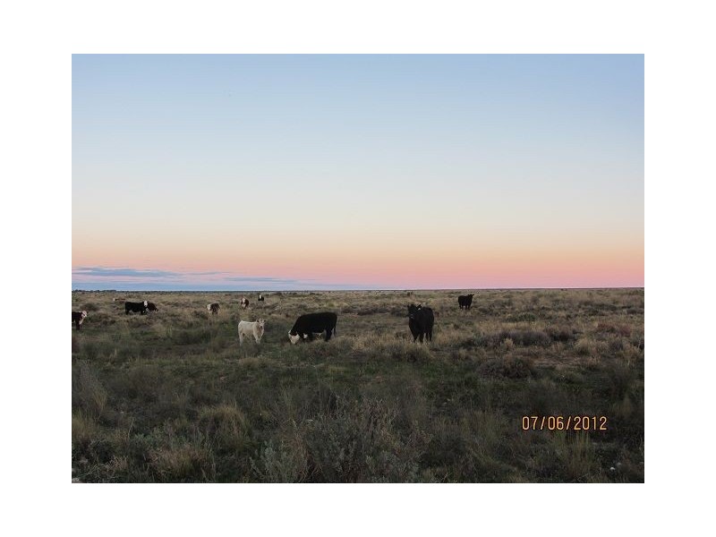 * Pindera Downs & Clifton Downs Stations, Tibooburra NSW 2880
