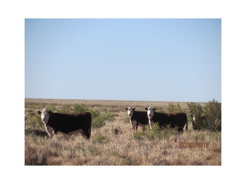 * Pindera Downs & Clifton Downs Stations, Tibooburra NSW 2880