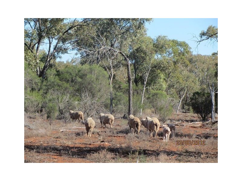 * BULLA BULLA, Cobar NSW 2835
