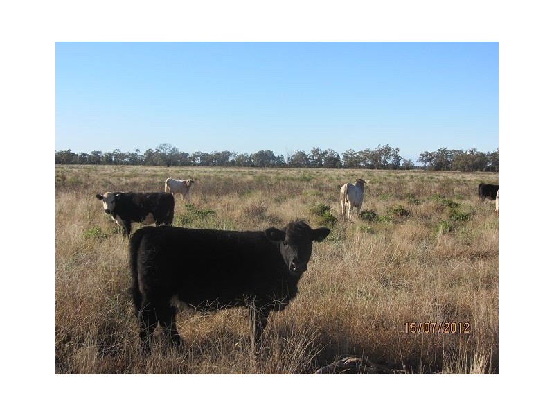 * Iona, Girilambone NSW 2831