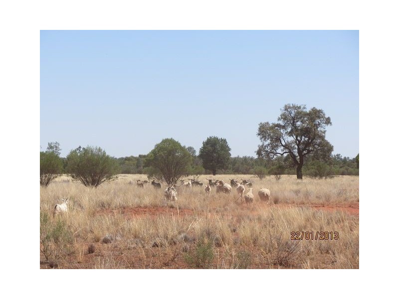 * Mulchara Park, Cobar NSW 2835