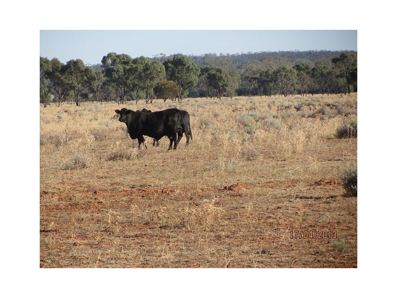 * Kalinga, Condobolin NSW 2877