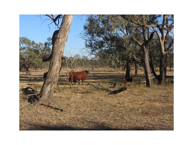 * Kalinga, Condobolin NSW 2877