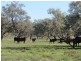 * Alma Park, Wilcannia, Cobar NSW 2835