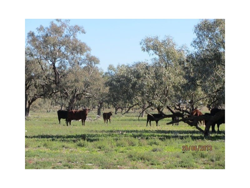 * Alma Park, Wilcannia, Cobar NSW 2835