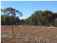 * Ironbark Station, Cobar NSW 2835