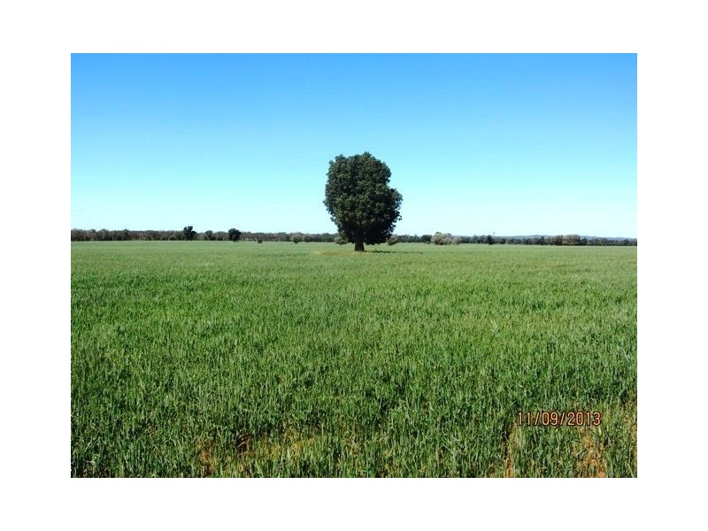 * WARRA, Cobar NSW 2835