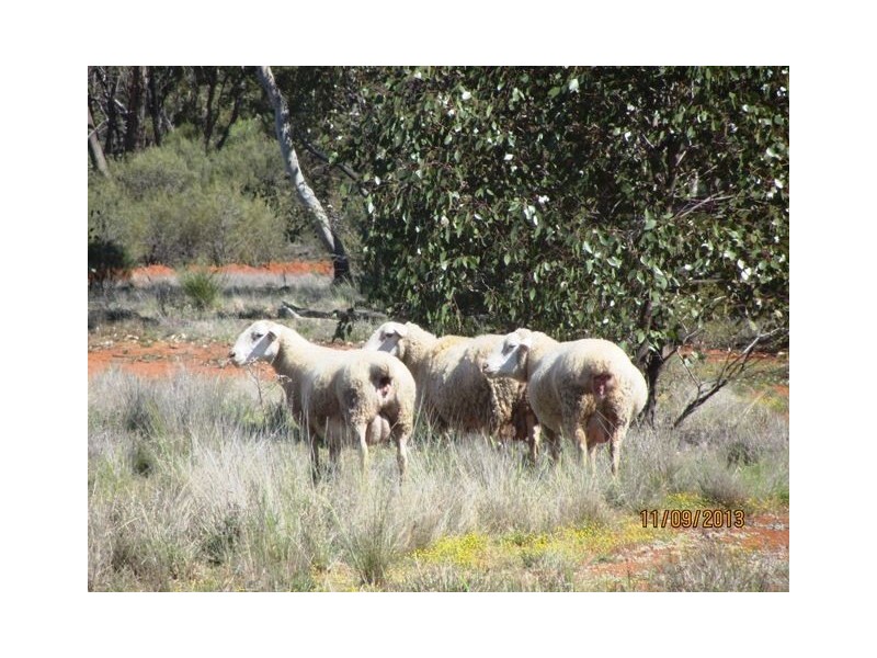 * WARRA, Cobar NSW 2835