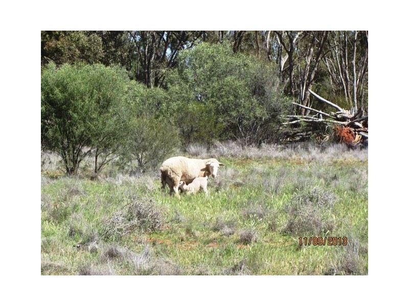 * WARRA, Cobar NSW 2835