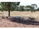 * Windera, Cobar NSW 2835