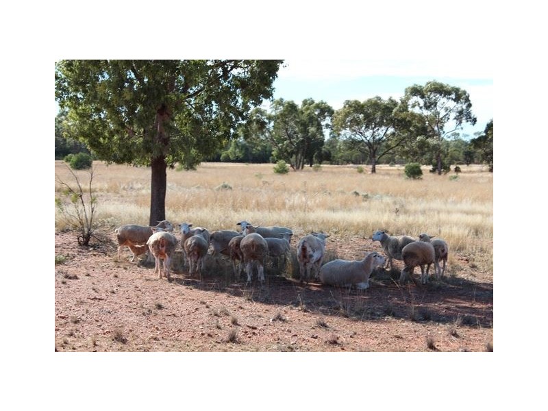 * Windera, Cobar NSW 2835