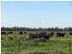 * The Bullock Paddock, Condobolin NSW 2877