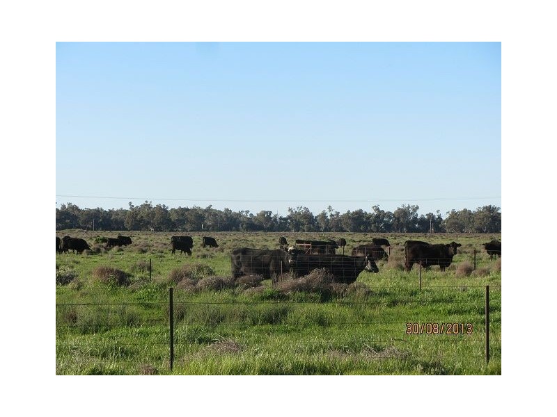 * The Bullock Paddock, Condobolin NSW 2877