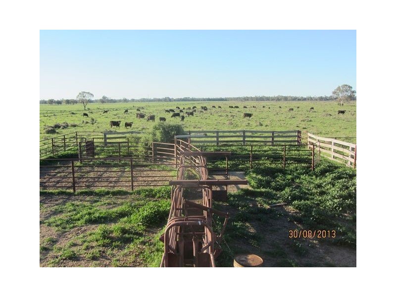 * The Bullock Paddock, Condobolin NSW 2877