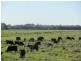 * The Bullock Paddock, Condobolin NSW 2877