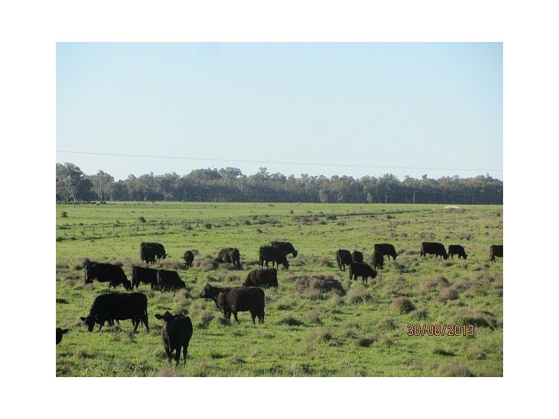 * The Bullock Paddock, Condobolin NSW 2877