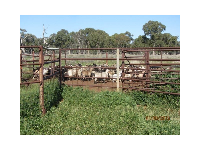 * Blue Hills, Cobar NSW 2835