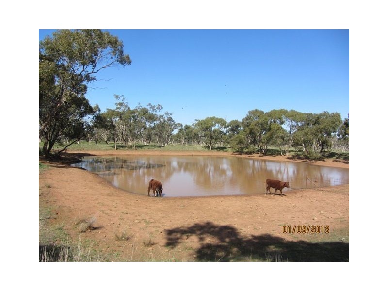 * Blue Hills, Cobar NSW 2835
