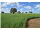 * Tara Additional, Condobolin NSW 2877