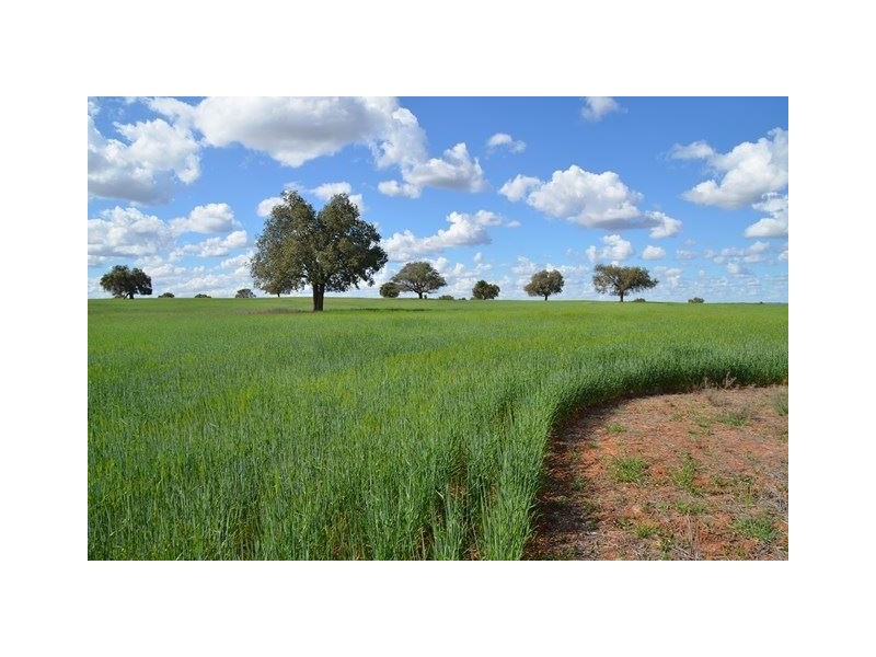 * Tara Additional, Condobolin NSW 2877