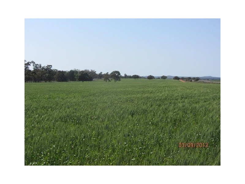 * Tara Additional, Condobolin NSW 2877