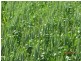 * Tara Additional, Condobolin NSW 2877