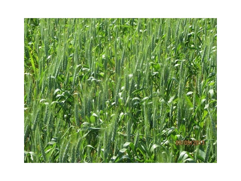 * Tara Additional, Condobolin NSW 2877