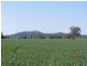 * Currawalla, Condobolin NSW 2877