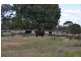 * Currawalla, Condobolin NSW 2877