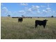 * Currawalla, Condobolin NSW 2877