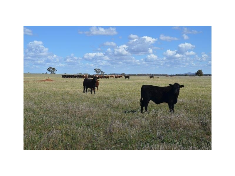 * Currawalla, Condobolin NSW 2877