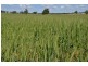 * Currawalla, Condobolin NSW 2877
