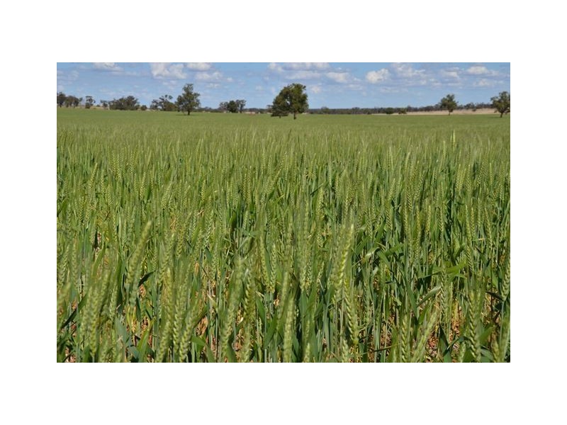 * Currawalla, Condobolin NSW 2877