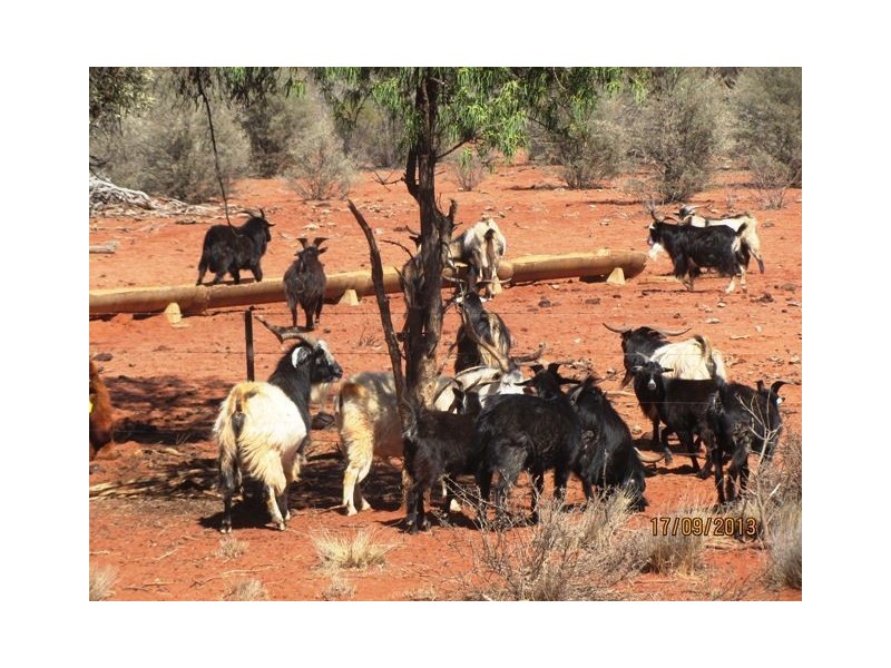 * Talyealye & Karto, Bourke NSW 2840