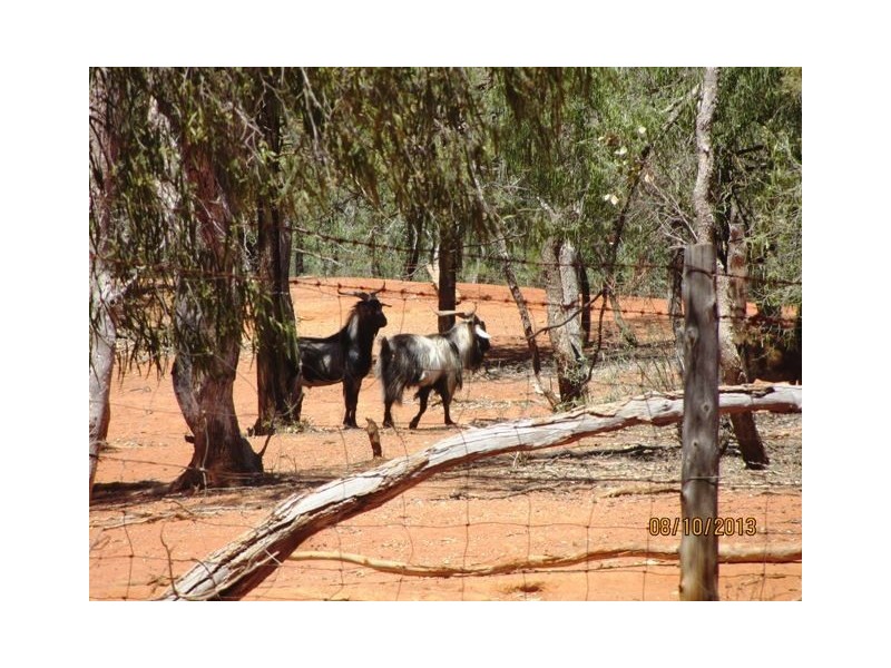 * Kookabah, Cobar NSW 2835