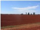 * Ashleigh Downs, Cobar NSW 2835