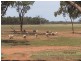 * Ashleigh Downs, Cobar NSW 2835