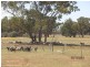 * Ashleigh Downs, Cobar NSW 2835